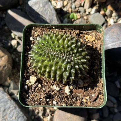 DesertScapeSucculent Cactus 4 Inch Gymnocalycium inermis Crested
