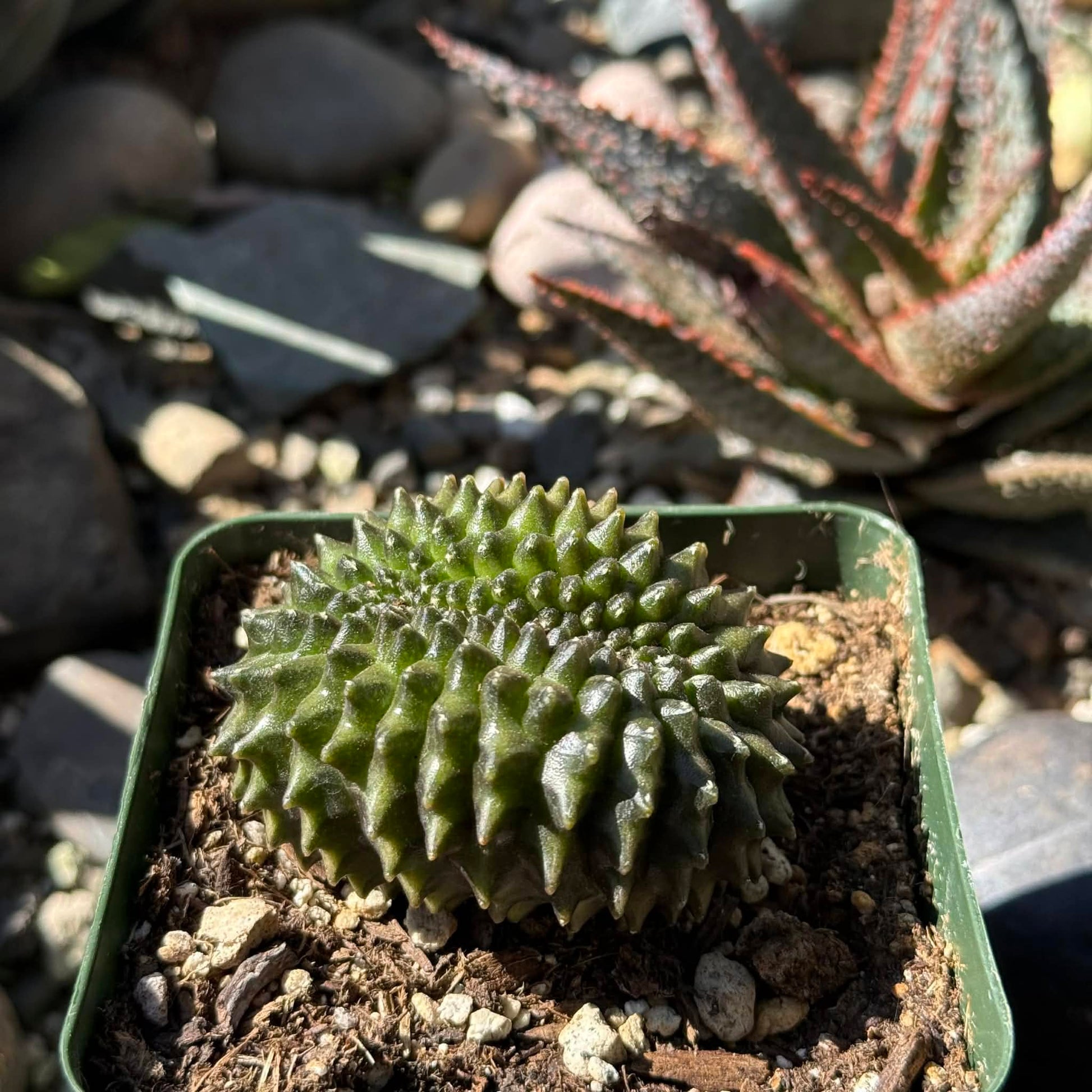 DesertScapeSucculent Cactus 4 Inch Gymnocalycium inermis Crested