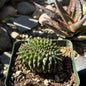 DesertScapeSucculent Cactus 4 Inch Gymnocalycium inermis Crested
