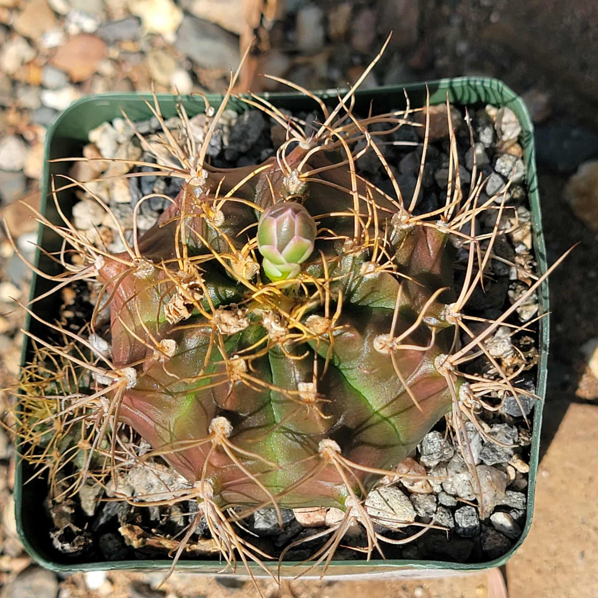 Gymnocalycium mihanovichii - 4 Inch - Cactus - DesertScapeSucculent