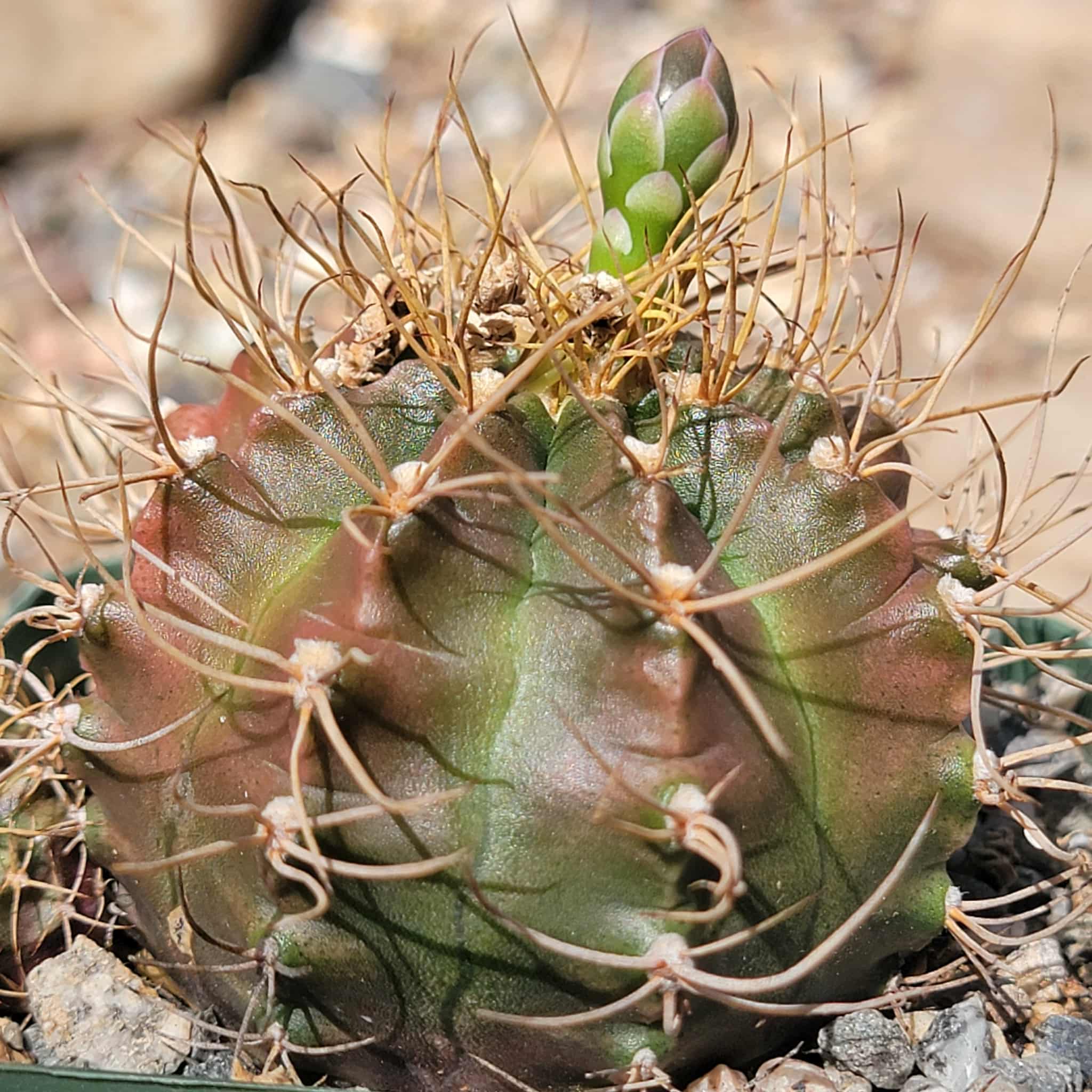Gymnocalycium mihanovichii – DesertScapeSucculent