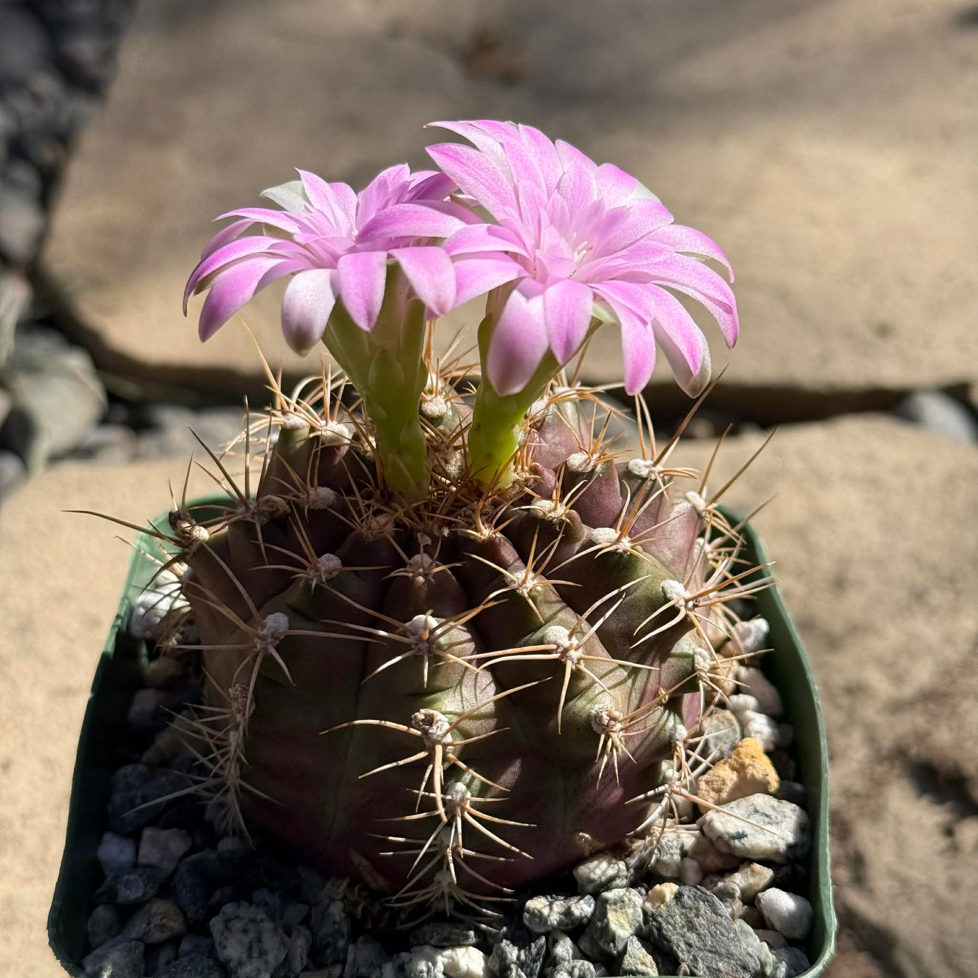 Gymnocalycium mihanovichii – DesertScapeSucculent