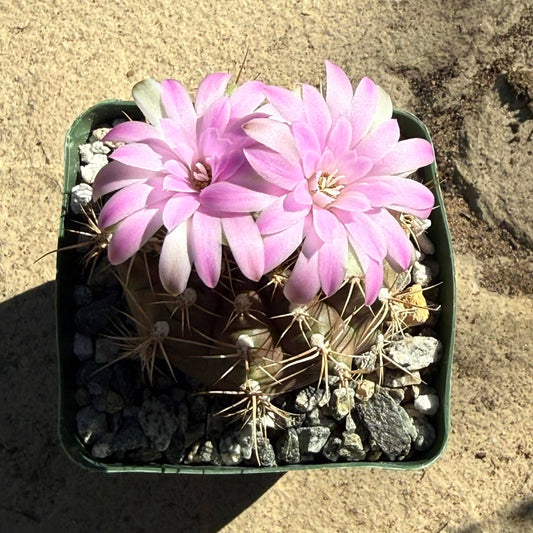 DesertScapeSucculent Cactus 4 Inch Gymnocalycium mihanovichii