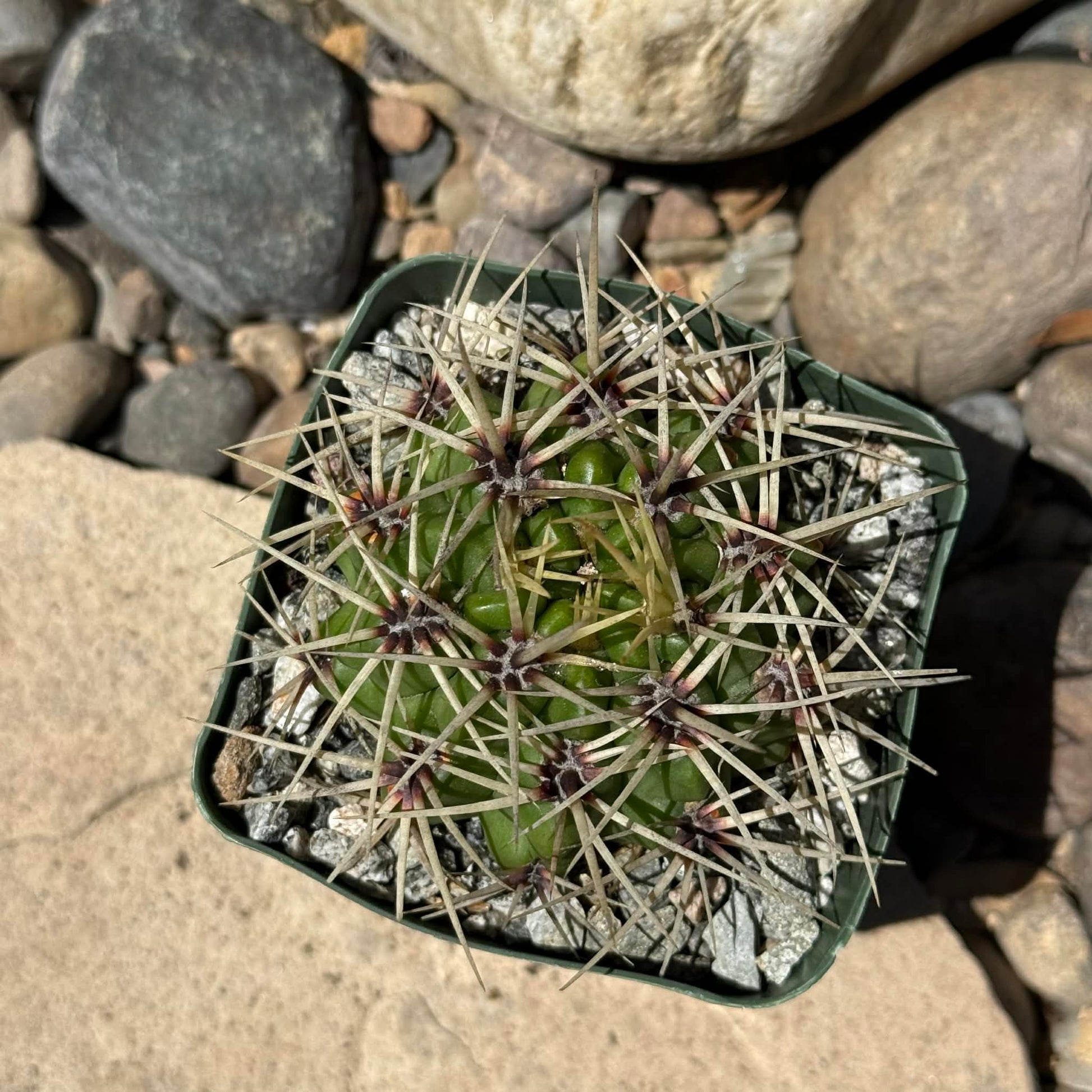 DesertScapeSucculent Cactus 4 Inch Gymnocalycium multiflorum