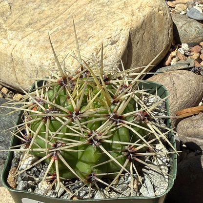 DesertScapeSucculent Cactus 4 Inch Gymnocalycium multiflorum