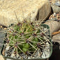 DesertScapeSucculent Cactus 4 Inch Gymnocalycium multiflorum