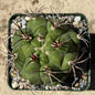 Gymnocalycium pflanzii - 4 Inch Assorted - Cactus - DesertScapeSucculent