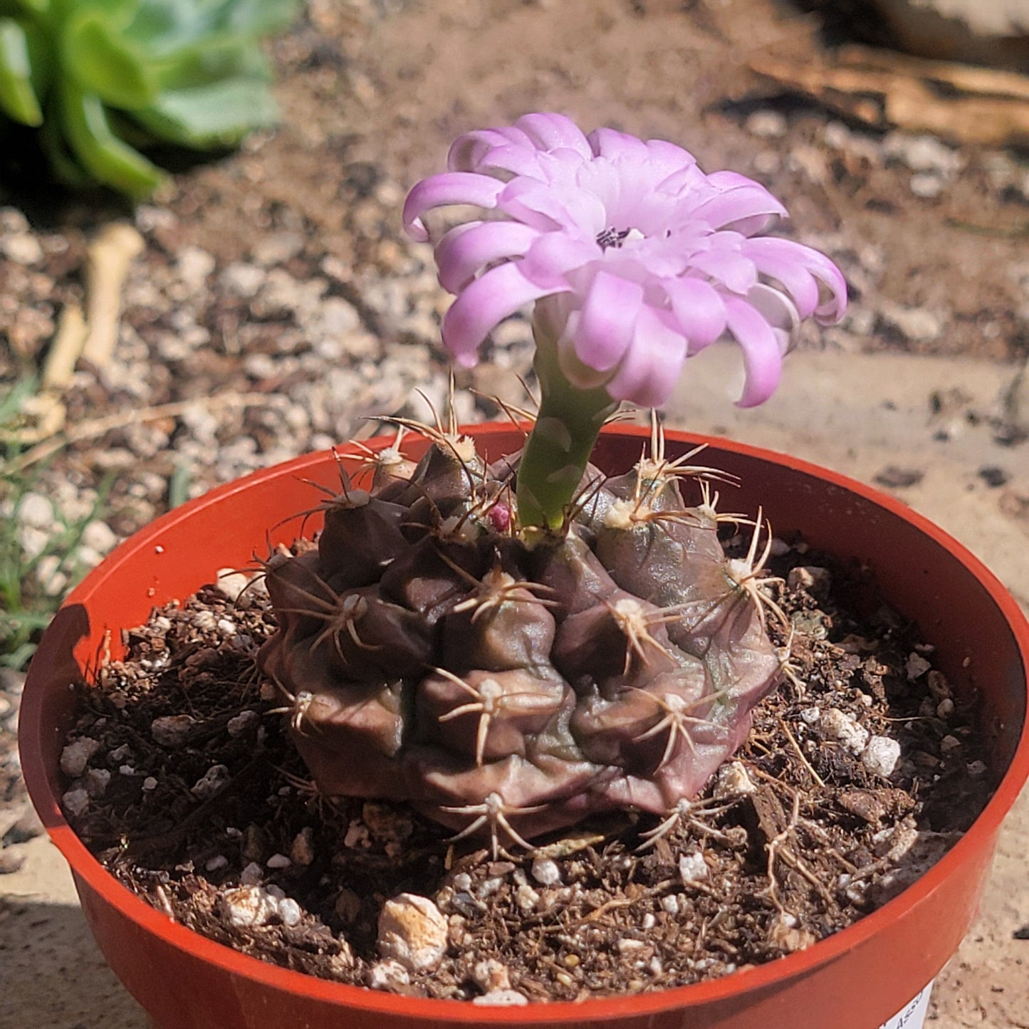 Gymnocalycium rotundulum