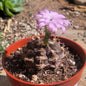 Gymnocalycium rotundulum - 4 Inch Assorted - Cactus - DesertScapeSucculent