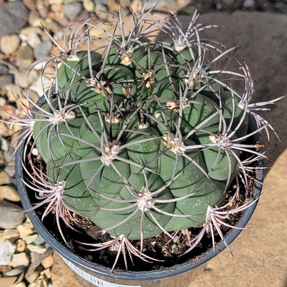 DesertScapeSucculent Cactus Gymnocalycium Saglionis