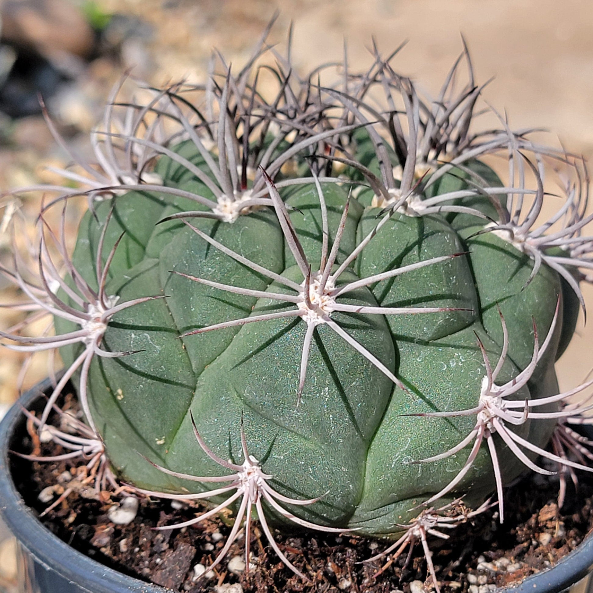 types of gymno cactus Gymnocalycium Saglionis 'Chin Cactus' – DesertScapeSucculent