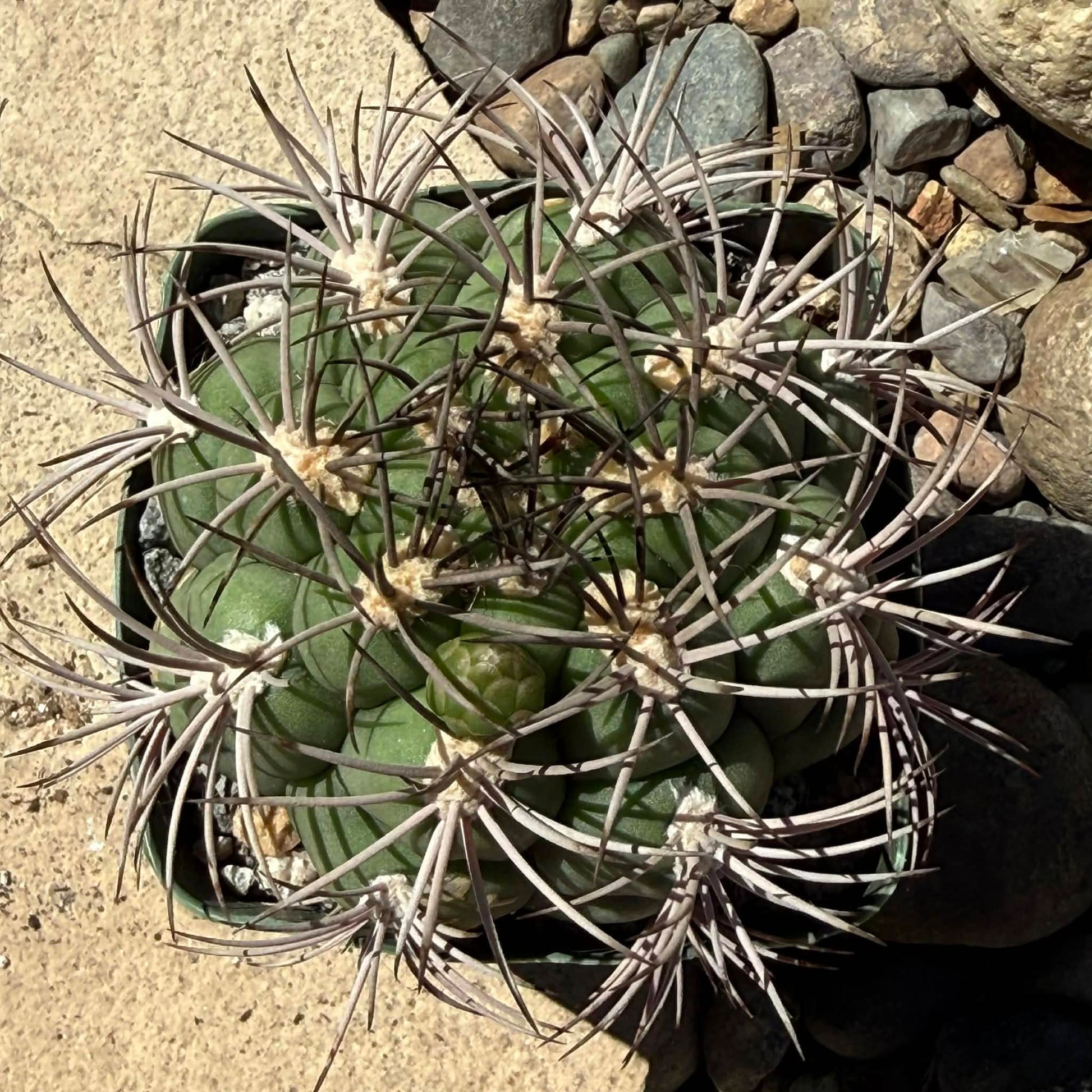 DesertScapeSucculent Cactus Gymnocalycium Saglionis 'Chin Cactus'