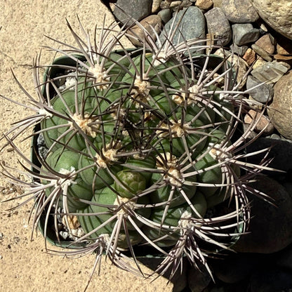 DesertScapeSucculent Cactus Gymnocalycium Saglionis 'Chin Cactus'
