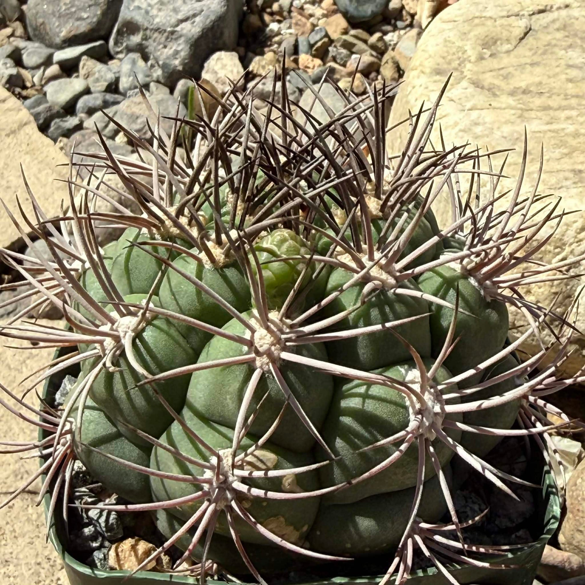 DesertScapeSucculent Cactus 4 Inch Assorted Gymnocalycium Saglionis 'Chin Cactus'