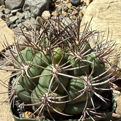 DesertScapeSucculent Cactus 4 Inch Assorted Gymnocalycium Saglionis 'Chin Cactus'