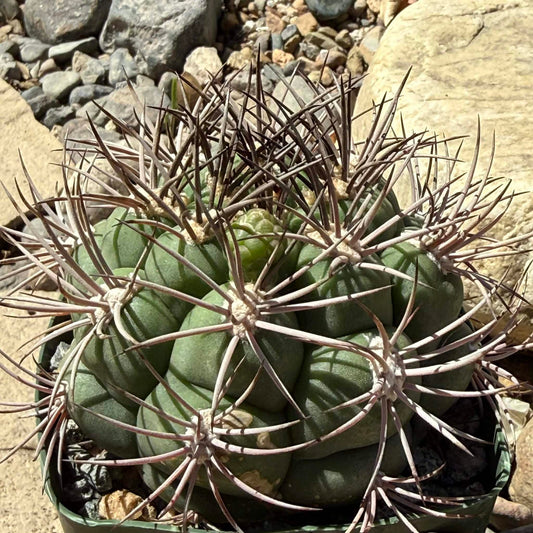 DesertScapeSucculent Cactus 4 Inch Assorted Gymnocalycium Saglionis 'Chin Cactus'