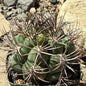DesertScapeSucculent Cactus 4 Inch Assorted Gymnocalycium Saglionis 'Chin Cactus'