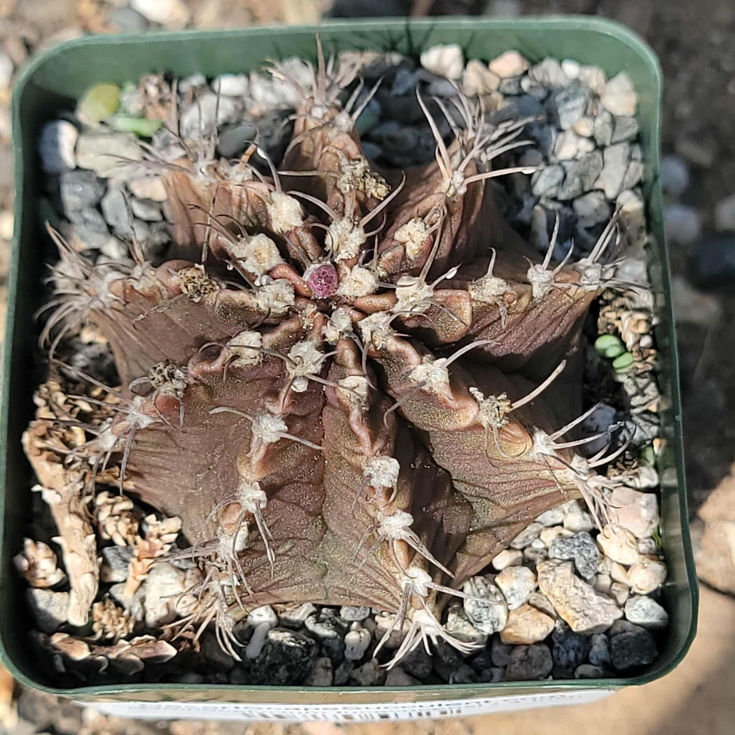 Gymnocalycium tucavocensi - 4 Inch - Cactus - DesertScapeSucculent