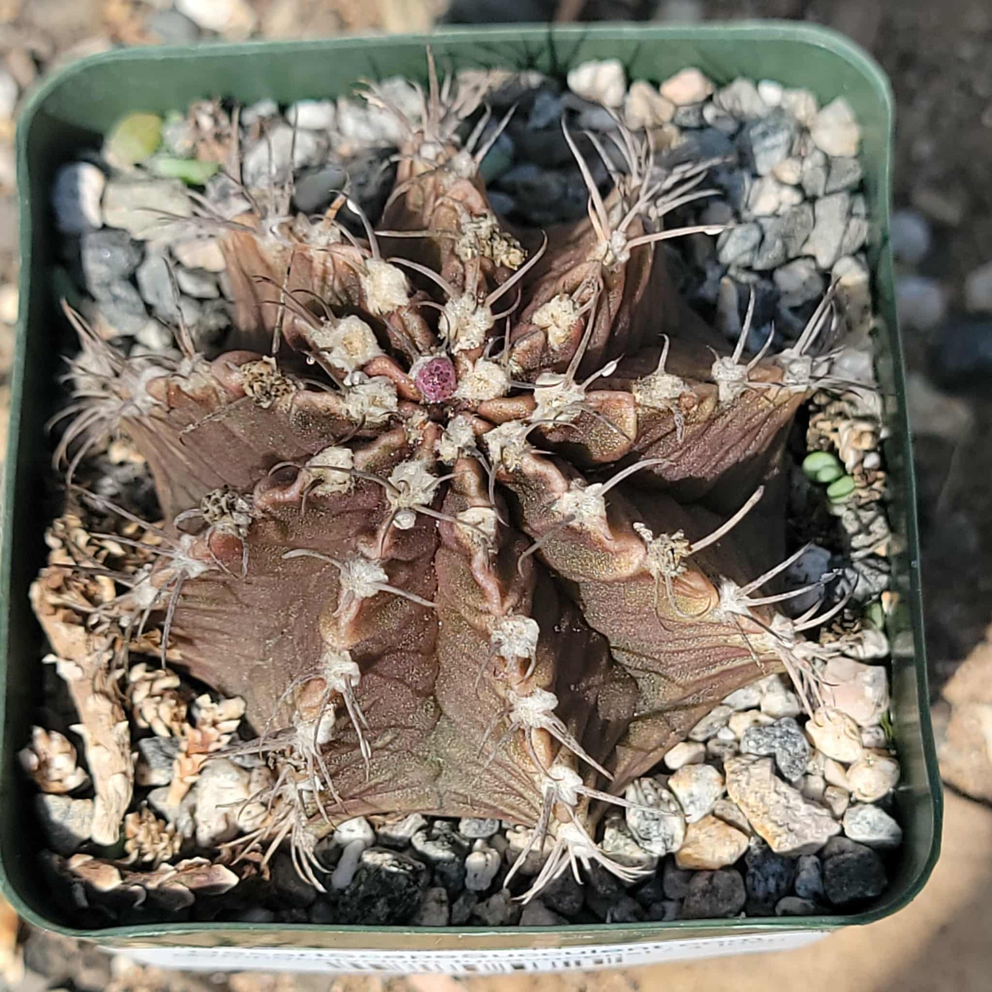Gymnocalycium tucavocensi - 4 Inch - Cactus - DesertScapeSucculent