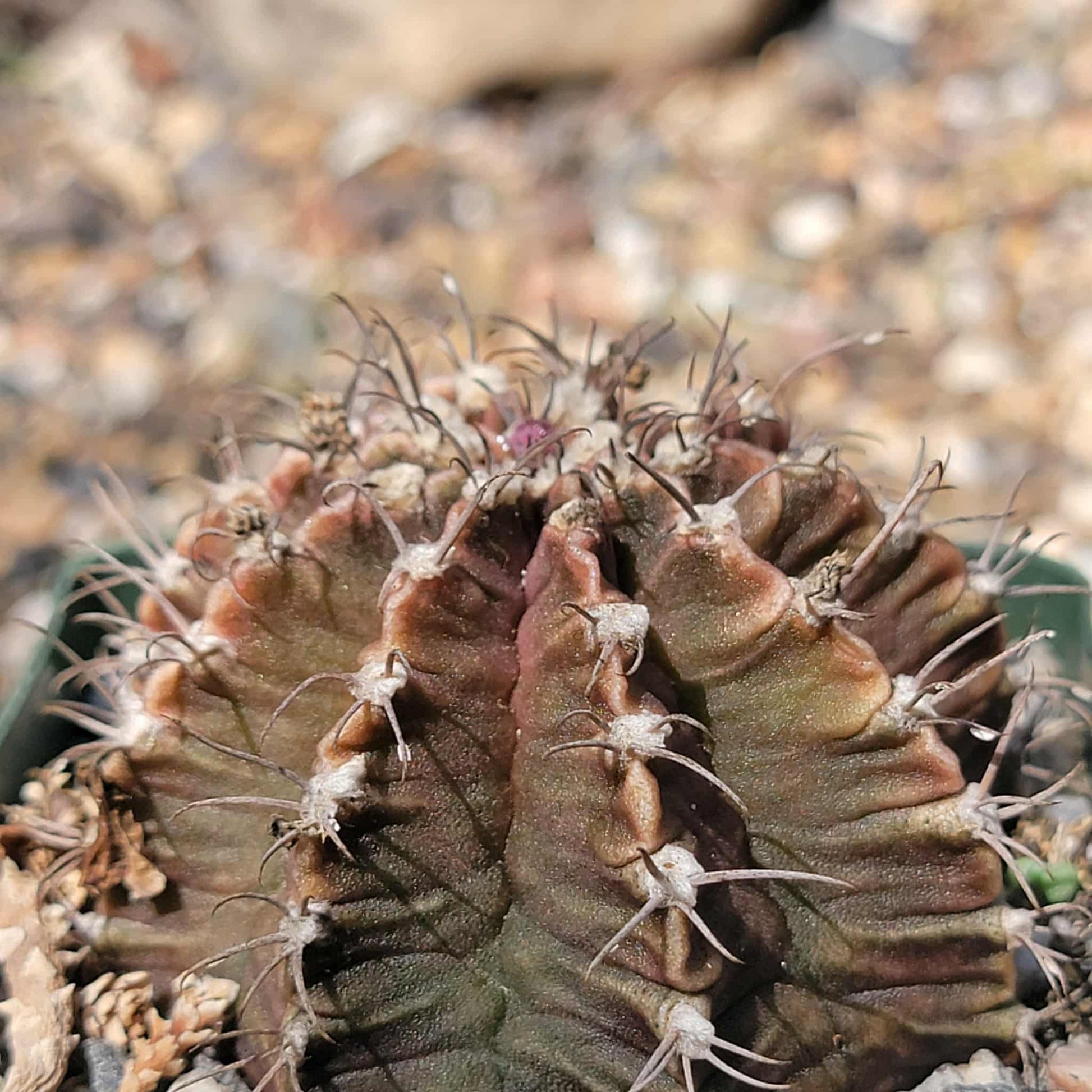 Gymnocalycium tucavocensi - 4 Inch - Cactus - DesertScapeSucculent