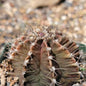 Gymnocalycium tucavocensi - 4 Inch - Cactus - DesertScapeSucculent