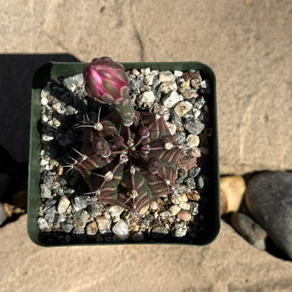 DesertScapeSucculent Cactus 4 Inch Gymnocalyicium stenogonumi