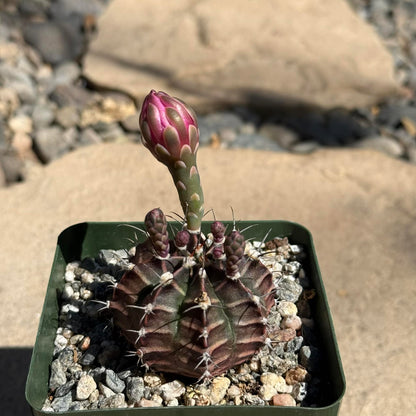 DesertScapeSucculent Cactus 4 Inch Gymnocalyicium stenogonumi