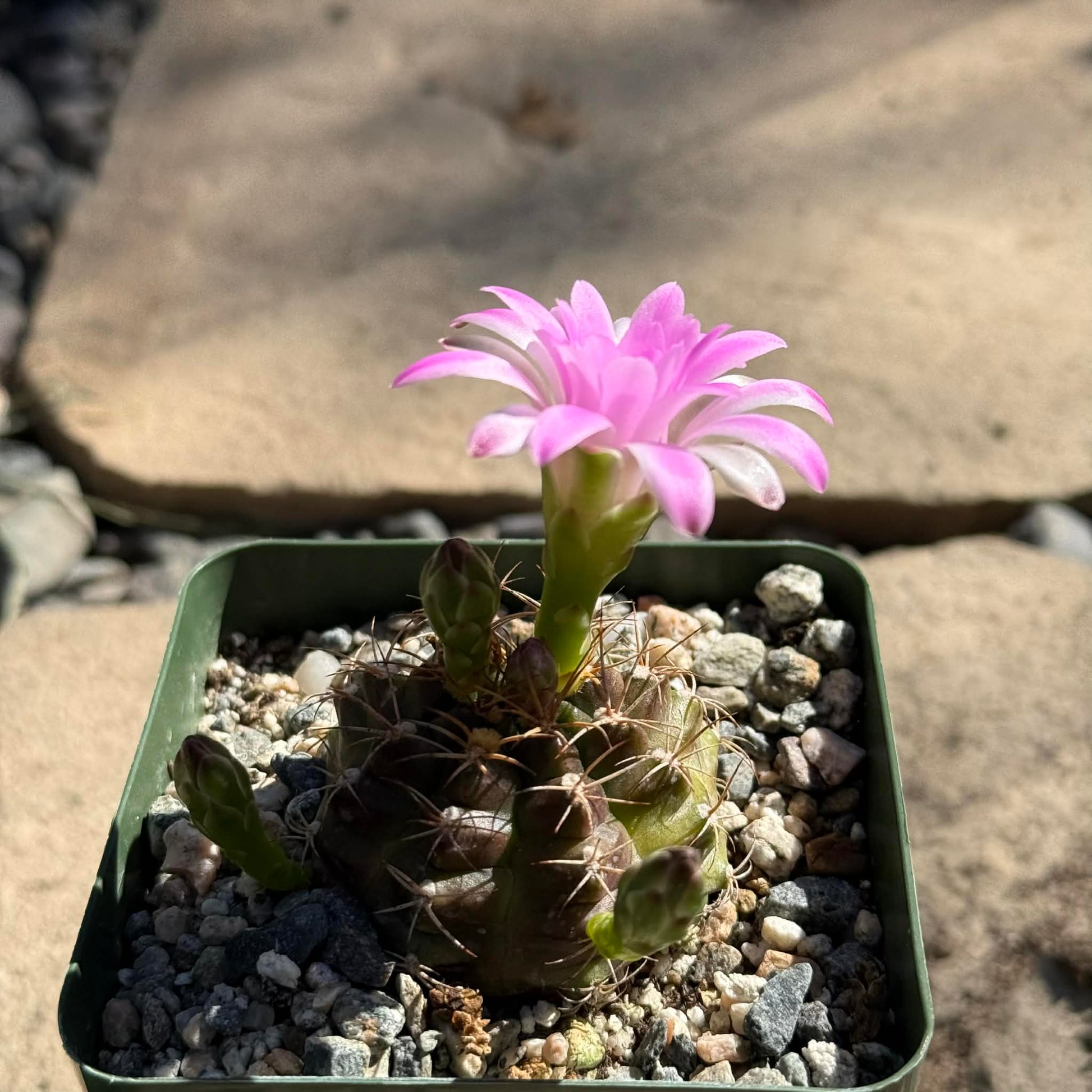 DesertScapeSucculent Cactus 4 Inch Gymnocalyicium stenogonumi