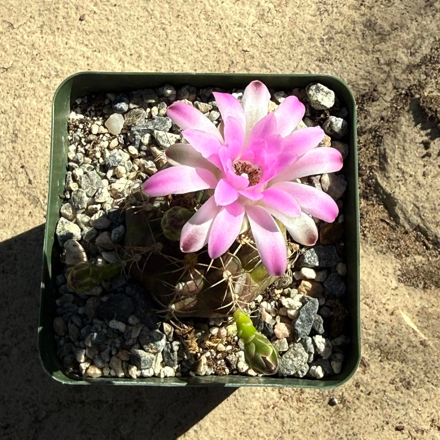 DesertScapeSucculent Cactus 4 Inch Gymnocalyicium stenogonumi