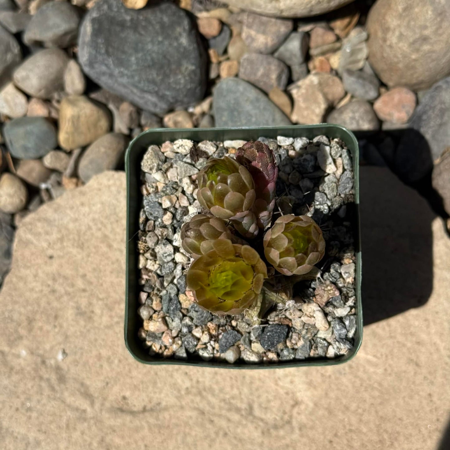 DesertScapeSucculent Cactus 4 Inch Gymnocalyicium stenogonumi