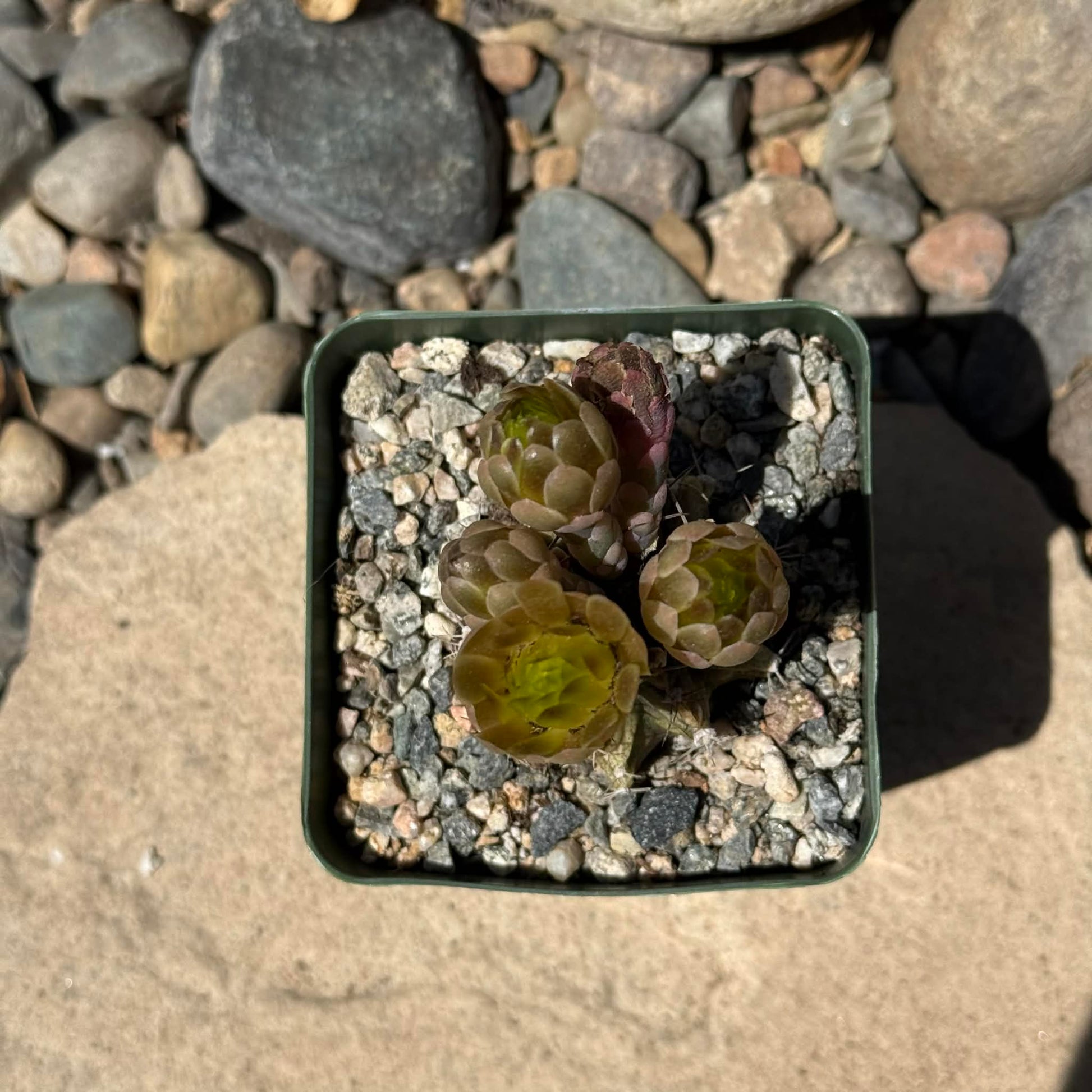 DesertScapeSucculent Cactus 4 Inch Gymnocalyicium stenogonumi