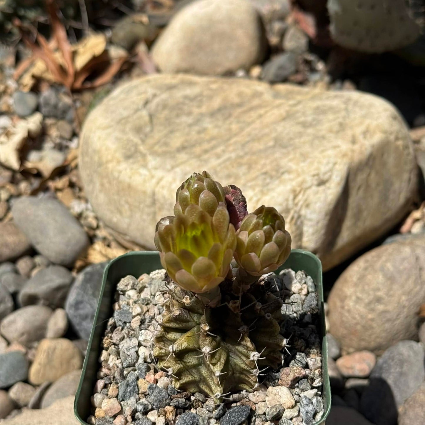 DesertScapeSucculent Cactus 4 Inch Gymnocalyicium stenogonumi