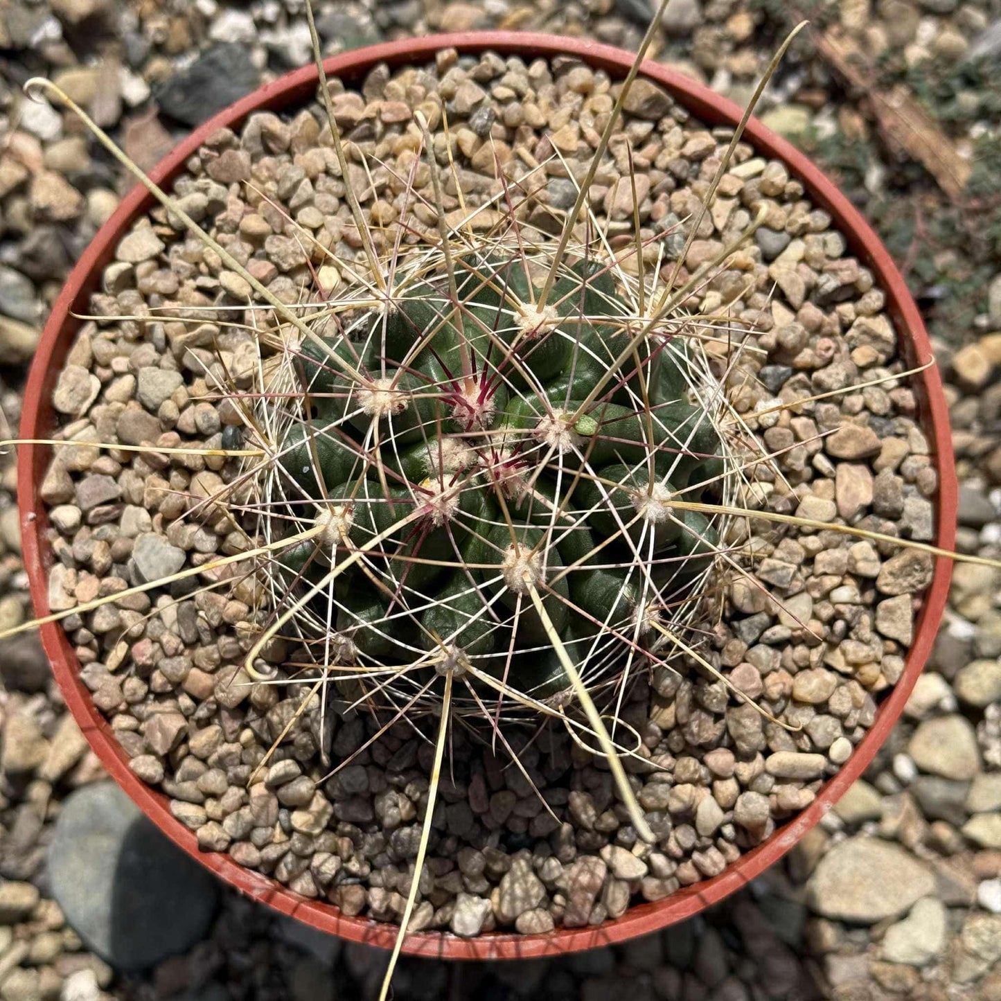 Hamatocactus h. Davisii - 6 Inch Assorted - Cactus - DesertScapeSucculent