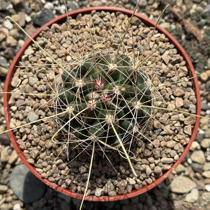 Hamatocactus h. Davisii - 6 Inch Assorted - Cactus - DesertScapeSucculent