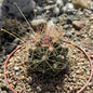 Hamatocactus h. Davisii - 6 Inch Assorted - Cactus - DesertScapeSucculent