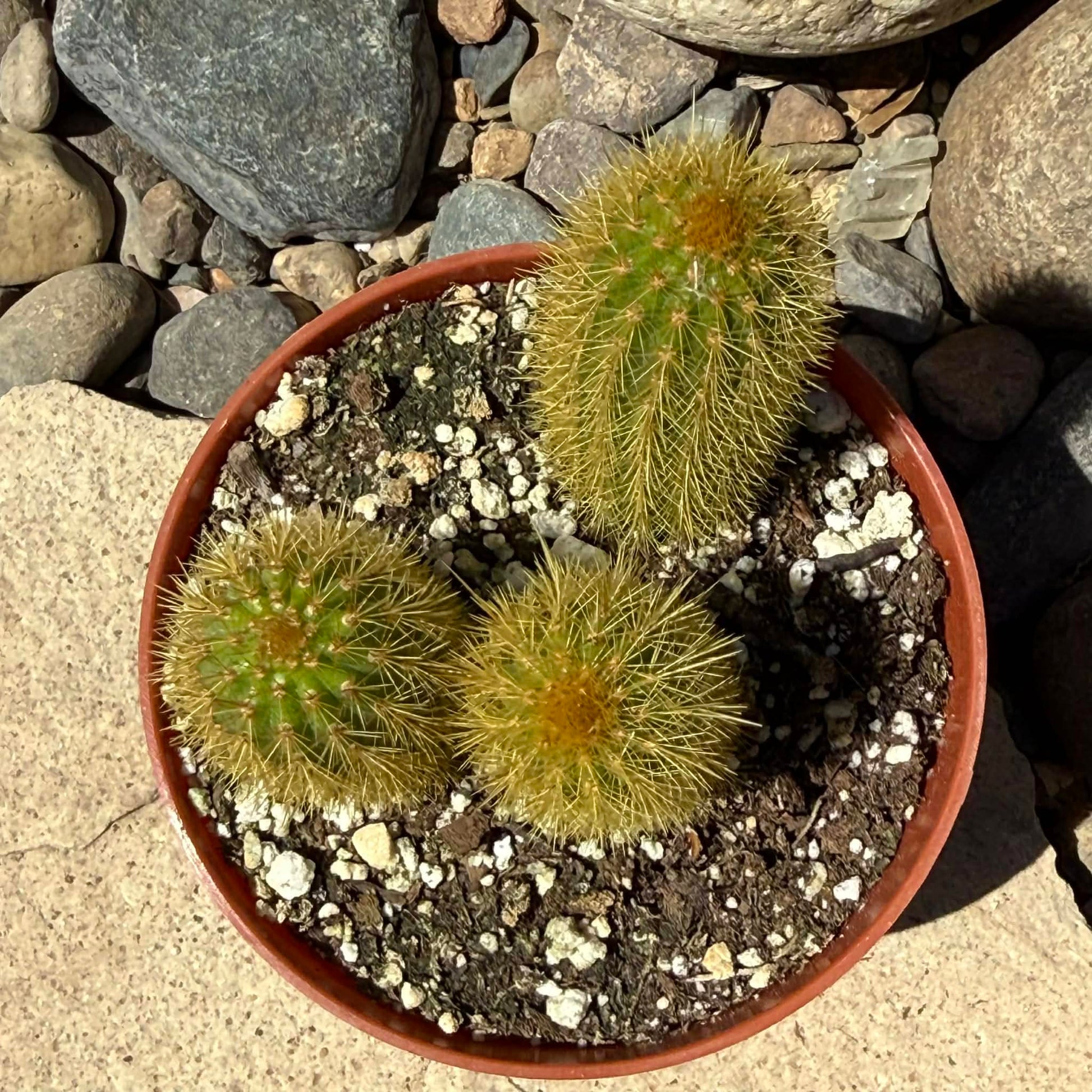 DesertScapeSucculent Cactus 4 Inch Hildewintera aurispina 'Golden Rat Tail'
