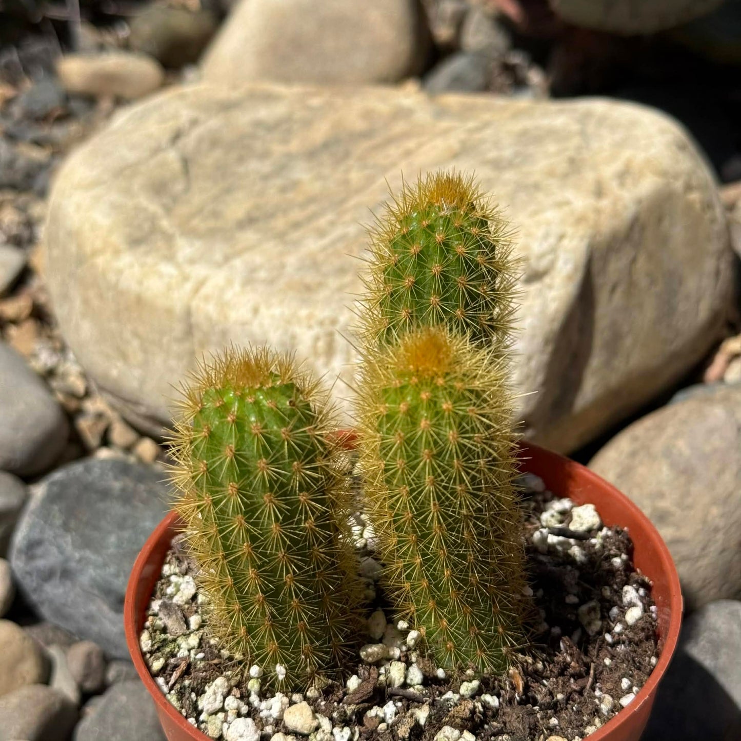 DesertScapeSucculent Cactus 4 Inch Hildewintera aurispina 'Golden Rat Tail'
