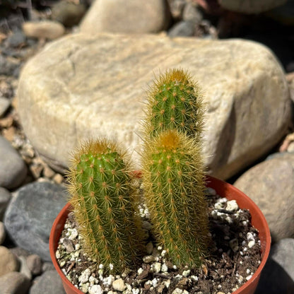 DesertScapeSucculent Cactus 4 Inch Hildewintera aurispina 'Golden Rat Tail'