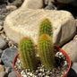 DesertScapeSucculent Cactus 4 Inch Hildewintera aurispina 'Golden Rat Tail'