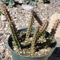 Huernia schneideriana 'Flowers of the Toad' - 6 Inch Assorted - Cactus - DesertScapeSucculent