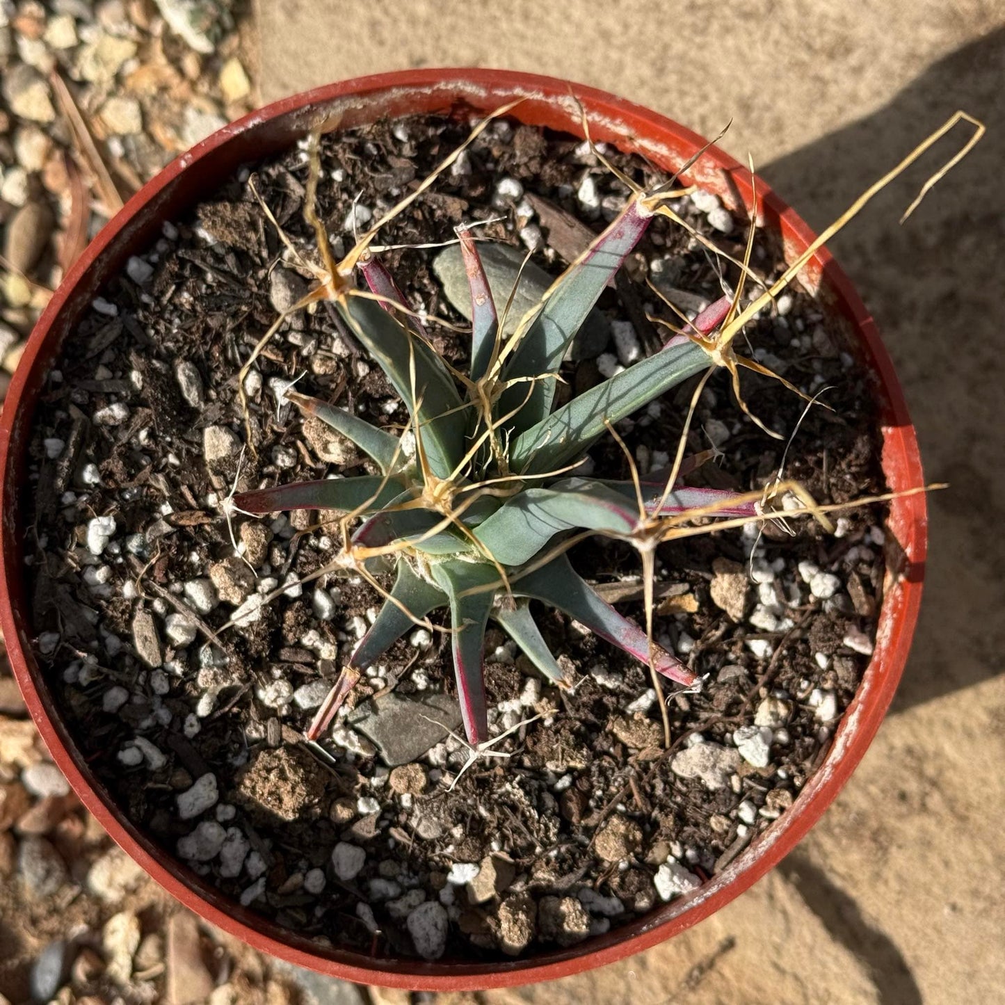 Leuchtenbergia principis 'Agave Cactus' - 4 Inch Assorted - Cactus - DesertScapeSucculent
