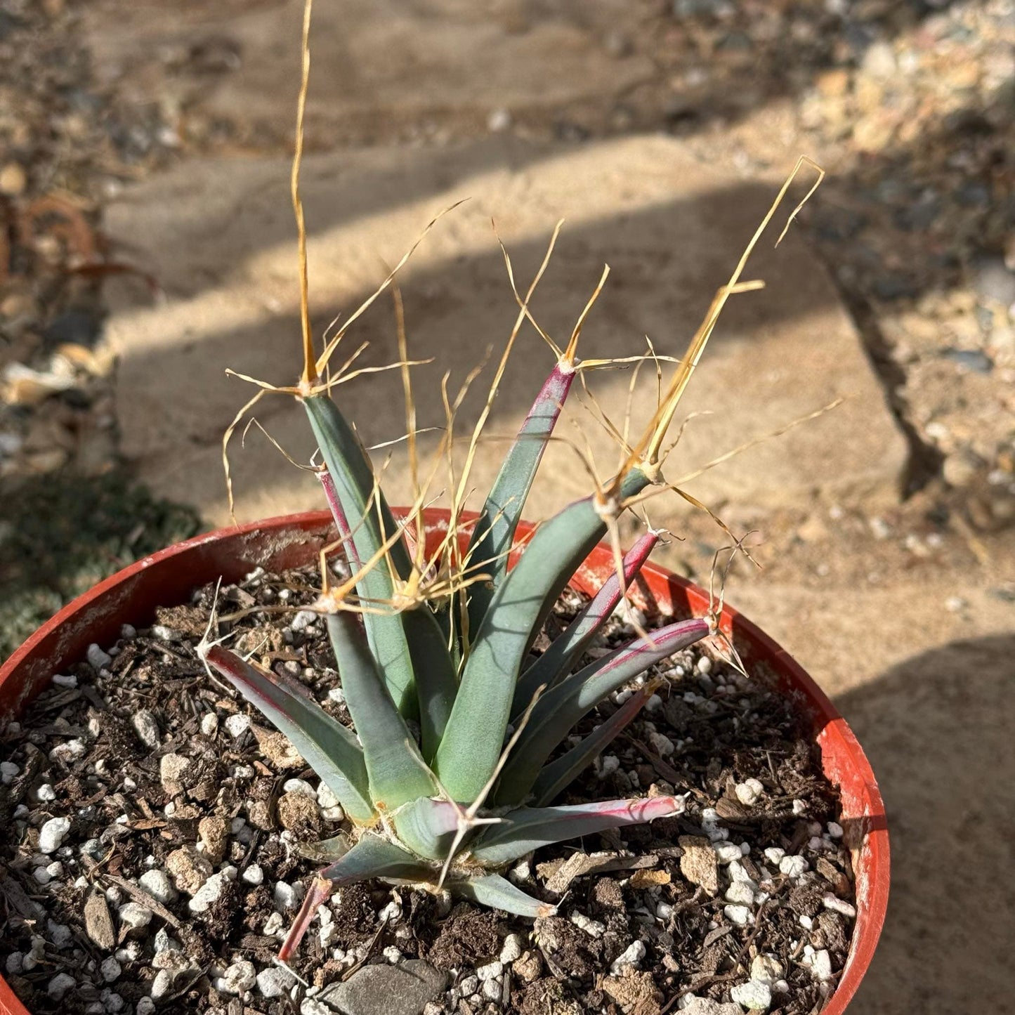 Leuchtenbergia principis 'Agave Cactus' - 6 Inch Assorted - Cactus - DesertScapeSucculent