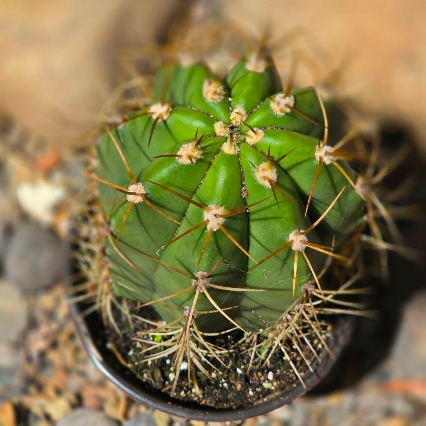 DesertScapeSucculent Cactus 6 Inch Leucostele terscheckii 'Argentine Saguaro'