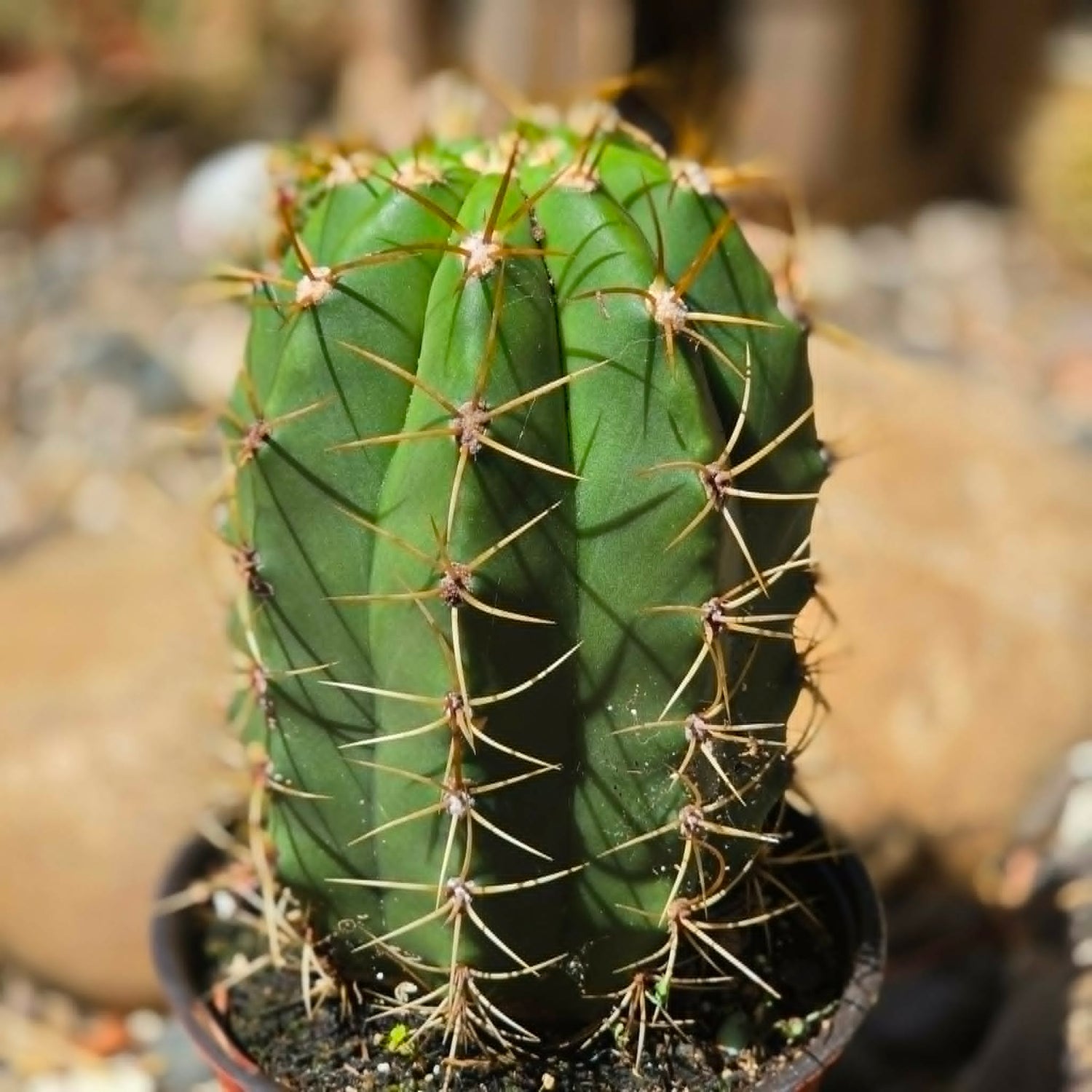 DesertScapeSucculent Cactus 6 Inch Leucostele terscheckii 'Argentine Saguaro'