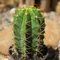 DesertScapeSucculent Cactus 6 Inch Leucostele terscheckii 'Argentine Saguaro'