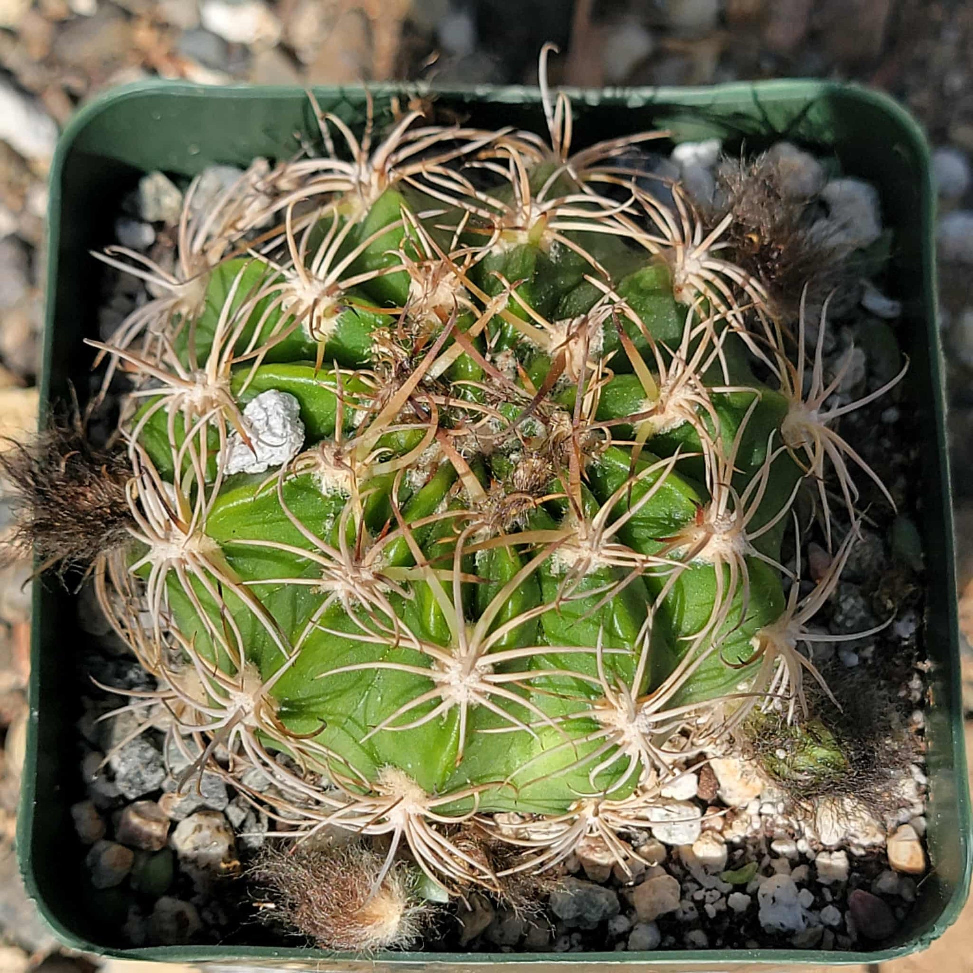 Lobivia pojoensis Grandiflora - 4 Inch - Cactus - DesertScapeSucculent