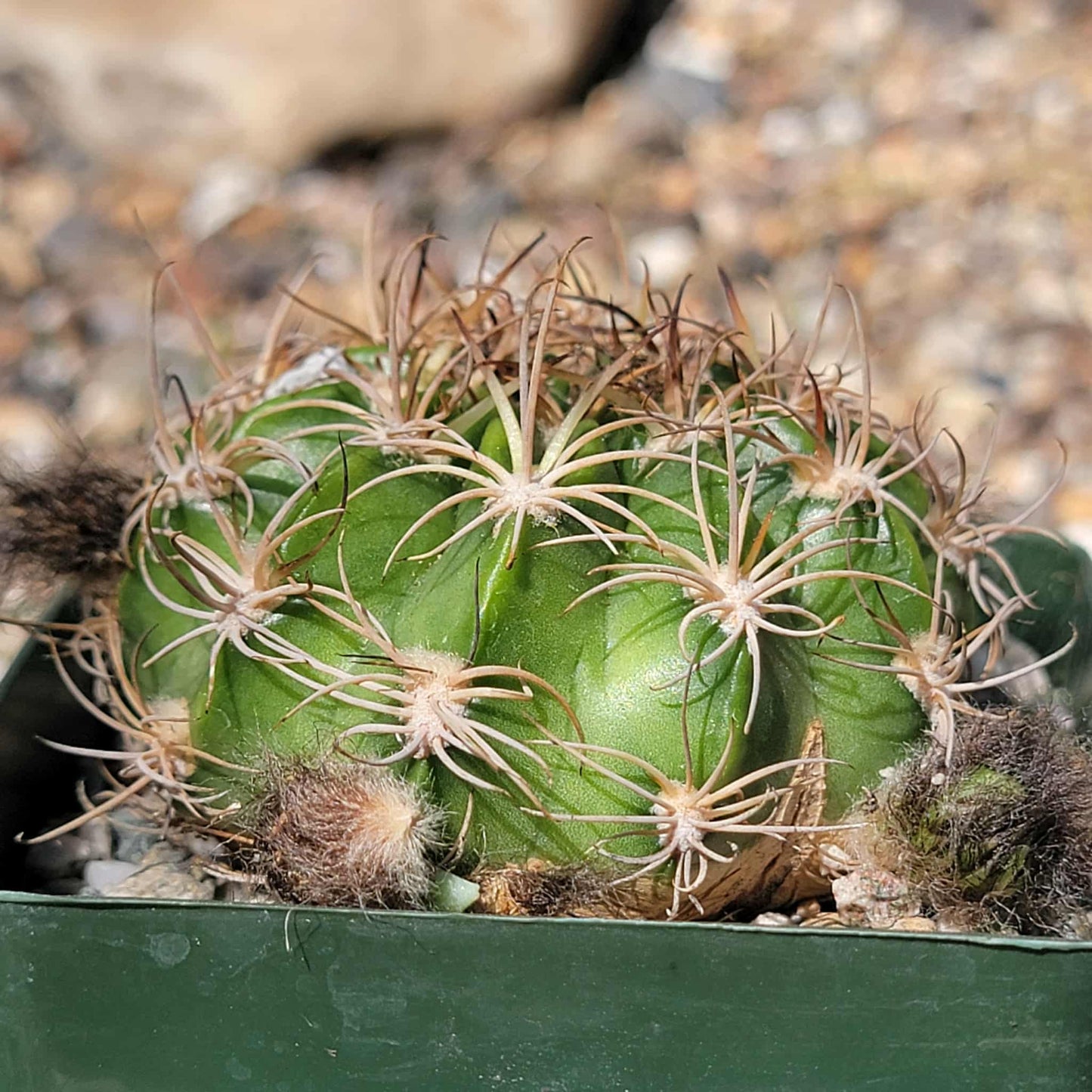 Lobivia pojoensis Grandiflora - 4 Inch - Cactus - DesertScapeSucculent