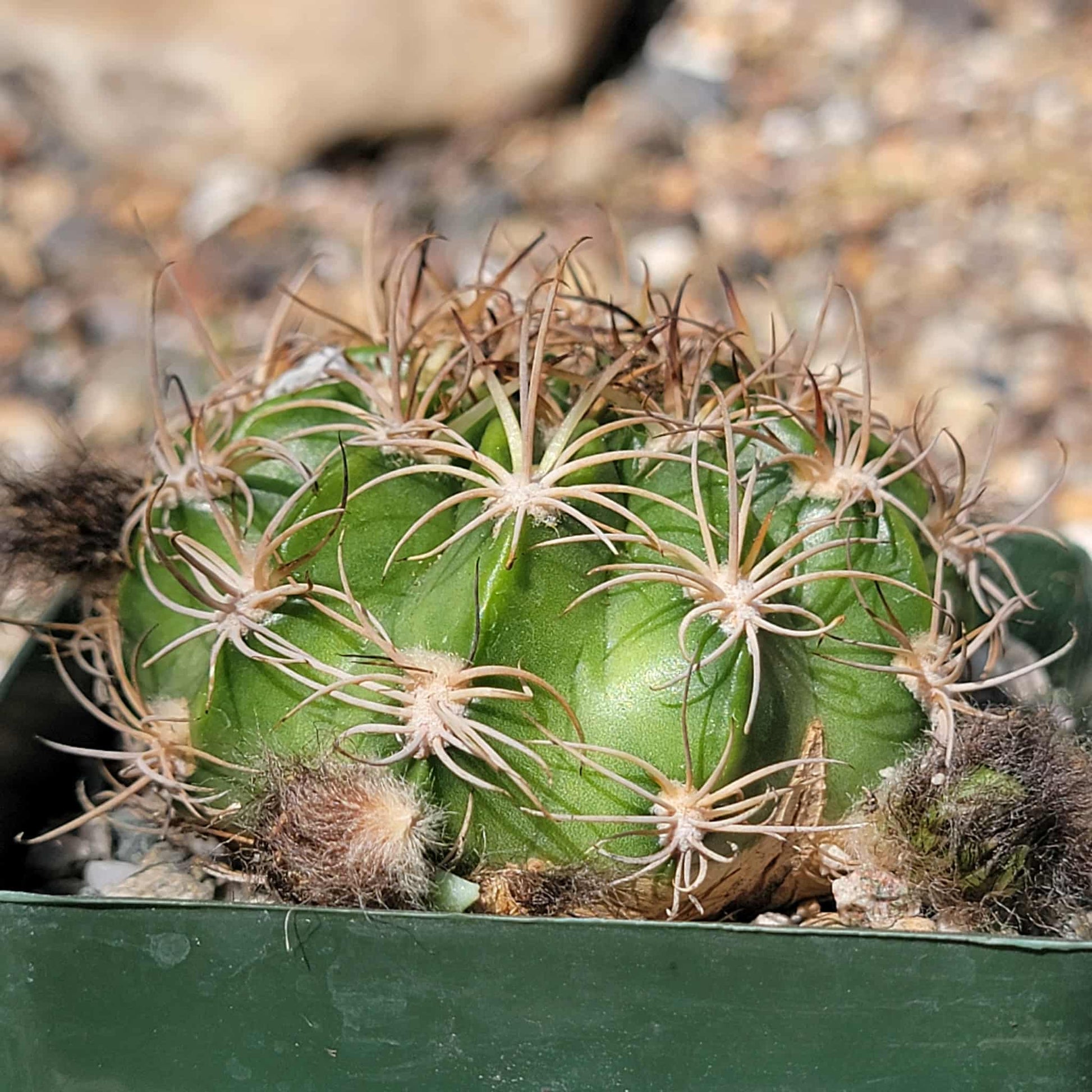 Lobivia pojoensis Grandiflora - 4 Inch - Cactus - DesertScapeSucculent