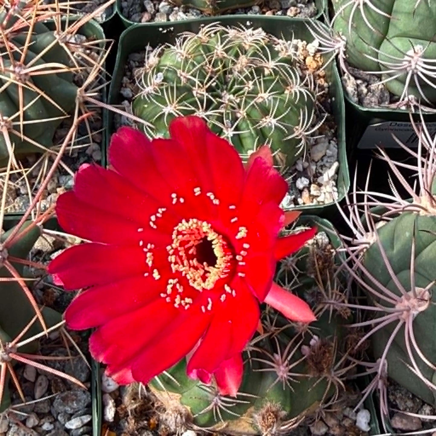 DesertScapeSucculent Cactus 4 Inch Lobivia pojoensis Grandiflora