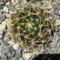 Lobivia prestoana - 4 Inch Assorted - Cactus - DesertScapeSucculent